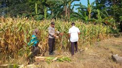 Bhabinkamtibmas Sematu Jaya Panen Jagung