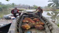 Pelaku Pencurian Sawit Ditangkap Gunakan Sampan