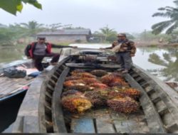 Pelaku Pencurian Sawit Ditangkap Gunakan Sampan